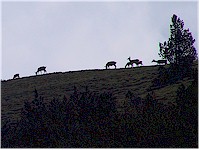A group of elks