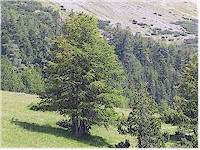 Fir (Foehre)