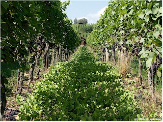 Inside the wine yard