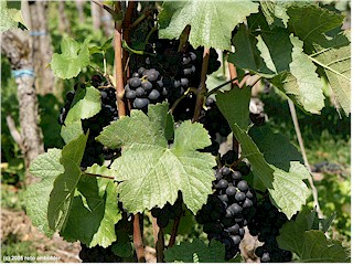 Close-up view of a vine