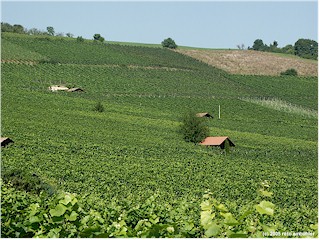 Wine yard near Hallau