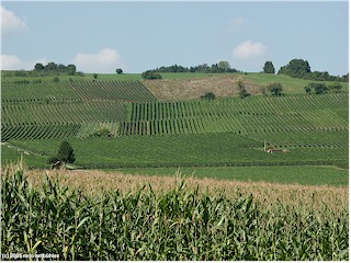 Wine yard near Hallau