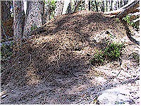 Huge ant-hill