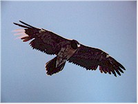 Bearded vulture (Bartgeier)