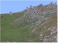 A group of chamois