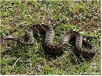 Common viper (Kreuzotter)