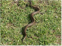 Common viper (Kreuzotter)