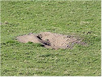Entrance to a marmot's den