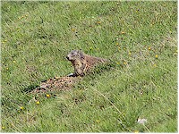 Marmot