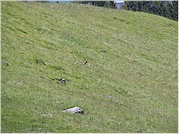 Alpine meadow with marmot