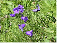 Bell-Flower (Glockenblume)