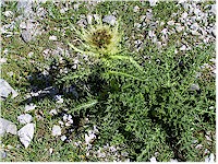 Thorny Thistle (Dorndistel)