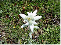 Edelweiss