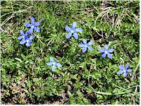 Gentian (Enzian)