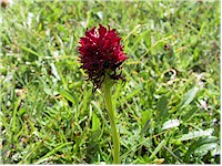 M�Negritella or Vanilla Orchis (Maennertreu)