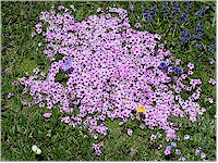 Alpine Androsace (Mannsschild)