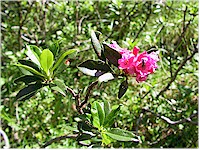 Hairy Alpen-Rose (Rhododendron)