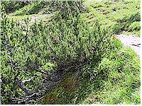 Mountain shrub (Strauch)