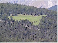 Alp Grimmels from a distance, an alpine meadow surrounded by a forest
