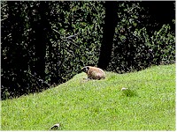 A marmot on Alp Grimmels