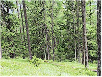 Forest in the Swiss national park, the ground is covered with alpine grass, the trees are mainly coniferous trees
