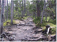 Trail with lots of roots in an alpine forest