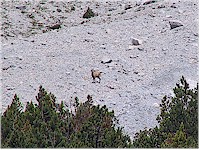 Val dal Botsch - a single mountain goat in the rocks