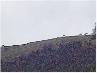 The far away silouets of a group of elk high on the rim of Margunet seen from the Val dal Botsch