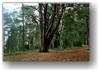 [ baum im zauberwald ]