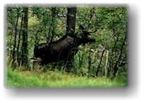 [ die elchkuh verschwindet im wald ]
