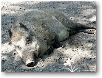 [ fr eine vergrsserung auf das bild klicken ]