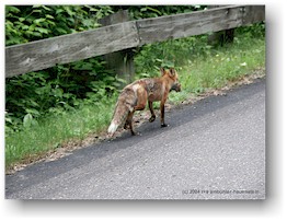 [ fuchs auf der parkstrasse ]