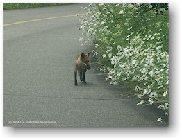 [ fuchs auf der parkstrasse ]