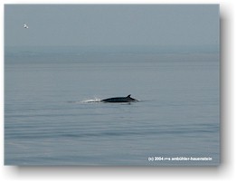 [ rckenflosse eines minke whale ]