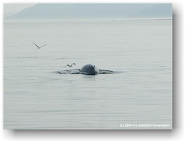 [ rcken eines minke whale ]