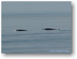[ 2 minke whales ]