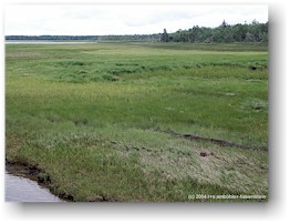 [ kstensumpf im kouchibouguac nationalpark ]