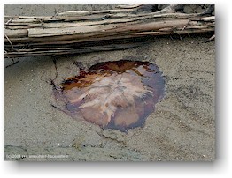 [ qualle im kouchibouguac nationalpark ]