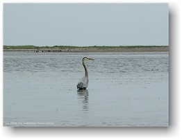 [ reiher im kouchibouguac nationalpark ]
