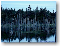 [ caribou lake im fundy NP bei nacht ]