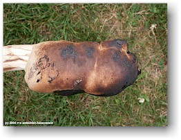 [ gebackenes steckenbrot am stecken ]