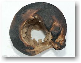 [ gebackenes steckenbrot ]