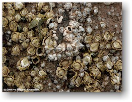[ muscheln auf dem boden der herring cove im fundy NP ]