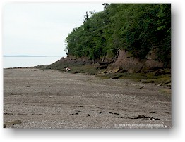 [ herring cove im fundy NP bei ebbe ]