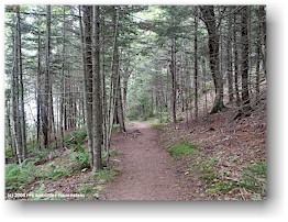 [ kstenweg bei der herring cove im fundy NP ]