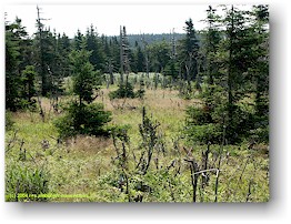 [ lichter wald beim wanderweg skyline im cape breton NP ]