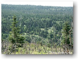 [ lichter wald beim wanderweg skyline im cape breton NP ]