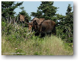 [ elchbulle im cape breton NP ]