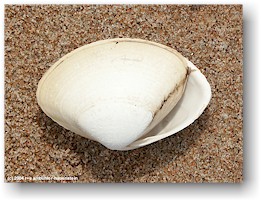 [ muschel im sand ]