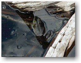 [ frosch in der "bowl" am mount champlain ]